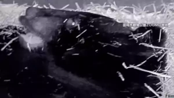 「冬眠中のクマ」観察ツアーに連日予約…盛岡市動物公園で2月15日まで開催予定　「本当にすっきり」埼玉の黒山三滝では“極寒の滝行”