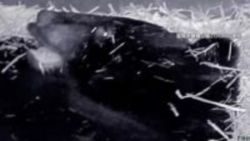 「冬眠中のクマ」観察ツアーに連日予約…盛岡市動物公園で2月15日まで開催予定　「本当にすっきり」埼玉の黒山三滝では“極寒の滝行”