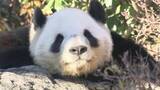 「上野動物園のパンダ返還で中国外務省「中国に見に来ることを歓迎」」の画像1