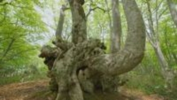 幹回り3メートルの巨木が点在　つくばねの森で出会うブナの原生林　富山・南砺市