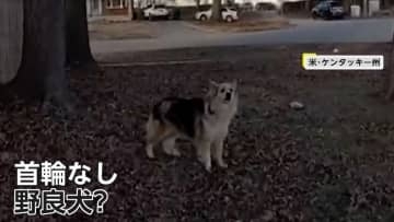「“神の使い”なのかも」首輪のない犬が警察官を裏庭に誘導、行方不明の3歳児が車内にいるのを発見　アメリカ・ケンタッキー州