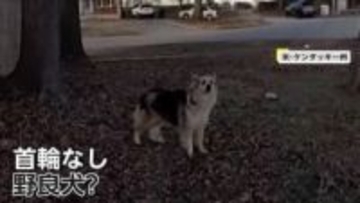 「“神の使い”なのかも」首輪のない犬が警察官を裏庭に誘導、行方不明の3歳児が車内にいるのを発見　アメリカ・ケンタッキー州