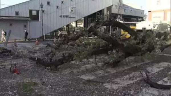 東京・国立市のJR矢川駅北口ロータリー付近で高さ約15メートルの桜の木が倒れる　相次ぐ倒木受け砧公園でも緊急点検