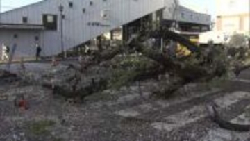 東京・国立市のJR矢川駅北口ロータリー付近で高さ約15メートルの桜の木が倒れる　相次ぐ倒木受け砧公園でも緊急点検