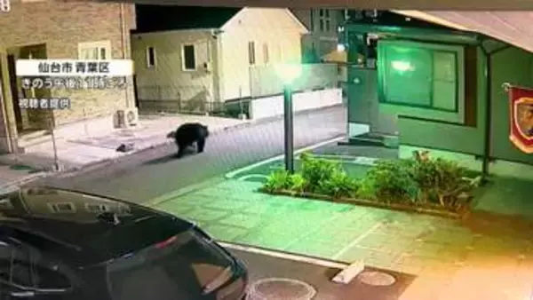 「こんなところまで…ありえない」仙台市中心部のマンション敷地にクマ居座る　「緊急猟銃」含め対応検討