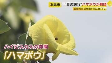 夏の訪れ 絶滅危惧の“一日花” 希少なハマボウ群落 川沿い1.7キロに730本が自生 7月末頃まで見頃 【福岡発】