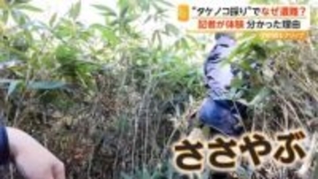「タケノコ採り」でなぜ遭難？背丈約2mの“笹やぶ”を記者が体験　方向見失う人が続出…遭難防ぐポイントは　北海道