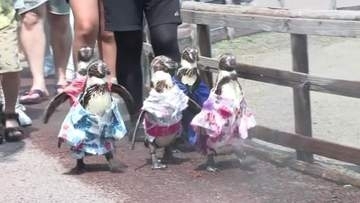 「そうめん流し」ならぬ「アジ流し」でペンギンが涼む　猛暑の夏に動物園が仕掛けた演出が話題【鹿児島】
