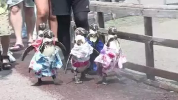 「そうめん流し」ならぬ「アジ流し」でペンギンが涼む　猛暑の夏に動物園が仕掛けた演出が話題【鹿児島】