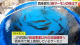 「ＪＲ四国が愛媛・西条市で挑む陸上養殖サーモン「サイモン」本格出荷を前に小学校の給食でちゃんちゃん焼きで提供【愛媛発】」の画像1