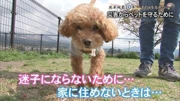 熊本地震から10年　ペットとの避難はどうすべき　当時は避難所断られ車中泊も　迷子の犬・猫を出さないために【熊本発】