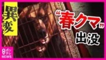 “春のクマ”に異変　「冬眠入りが遅く・冬眠明けは早い」暖冬の影響でクマの生活リズムに“乱れ”　クマの影響で“開園できない”観光地も