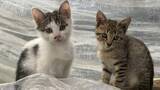 「「おまえ、猫飼わんか」イチゴ農園を救った保護猫・コタローが残した縁　悲しみの先ではじまったムギくんとコナツちゃんの物語」の画像1