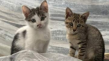 「おまえ、猫飼わんか」イチゴ農園を救った保護猫・コタローが残した縁　悲しみの先ではじまったムギくんとコナツちゃんの物語