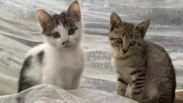 「おまえ、猫飼わんか」イチゴ農園を救った保護猫・コタローが残した縁　悲しみの先ではじまったムギくんとコナツちゃんの物語