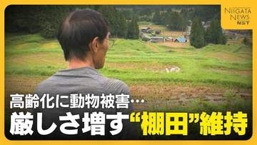 「コメ作りは今年で最後」高齢化にイノシシ被害…厳しさ増す“棚田”維持　行政は対策強化も作業負担大きく「儲からないし苦労するから継がせない」