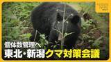 「相次ぐ“クマ”人身被害…被害の75％を占めた東北・新潟で対策会議　専門家も注意呼びかけ「8月前半まで山にエサがない」」の画像1