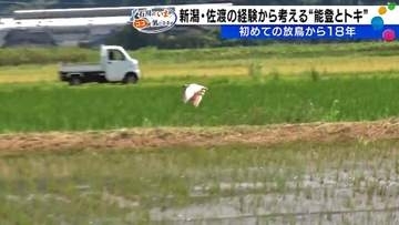 能登でのトキとの共生の課題とは？　佐渡では44億円の経済効果
