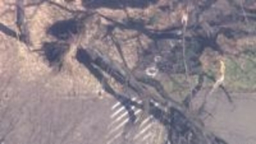 世田谷・砧公園で“高さ10メートル超の桜”倒木　70代女性が下敷きに…病院搬送され軽傷　倒木の原因は不明