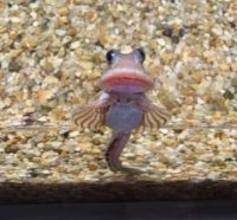 石を“ハムハム”永遠に見ていられる！？来館者から密かな人気「ヨダレカケ」愛らしい姿が水族館も“推し”の珍生物