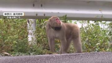 人気観光地でサルが“凶暴化”　人身被害、「空き家に出入り」目撃情報も　ボスにGPS装着し監視強化