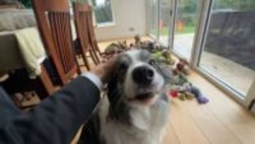 “スイカ持ってきて”が通じる犬があなたの隣にも？日本にもいる“天才わんこ”の見分け方と伸ばし方