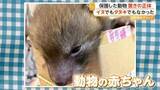 「子犬と思い保護、実はキツネだった　驚きの投稿がSNSで話題　「見つけてもすぐに保護しないで」専門家が注意点呼びかけ」の画像1