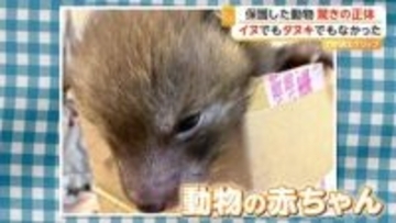 子犬と思い保護、実はキツネだった　驚きの投稿がSNSで話題　「見つけてもすぐに保護しないで」専門家が注意点呼びかけ