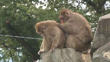 入園無料！開園65年の動物園　「老朽化」で穴、塗装がはがれ…飼育員が補修も「限界がある」　初めて“サポーター”を募集　寄付金は改修費用に、限定イベントなど特典も　「地域に愛される動物園」を未来に　長野市・城山動物園