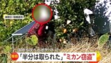 次々とエプロンのポケットに…“ミカン泥棒”カメラが捉えた犯行の一部始終　9月から複数回被害　神奈川・相模原市