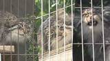 「さよならヒデ…東山動植物園生まれの人気者『マヌルネコ3兄弟』に“別れの時” 新天地・旭山動物園へ」の画像1