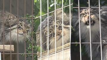 さよならヒデ…東山動植物園生まれの人気者『マヌルネコ3兄弟』に“別れの時” 新天地・旭山動物園へ
