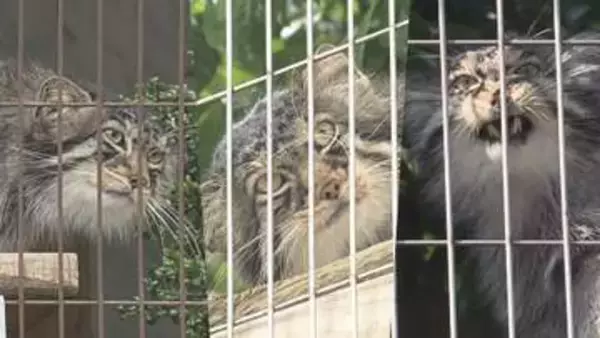 さよならヒデ…東山動植物園生まれの人気者『マヌルネコ3兄弟』に“別れの時” 新天地・旭山動物園へ
