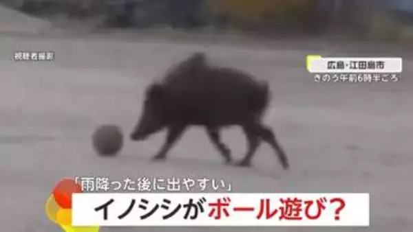 イノシシが小学校の校庭でボール遊び？　ポイッと放り投げたりツンツンしたり…「雨が降った後よく出没」広島・江田島市