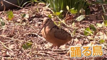 公園の真ん中でノリノリダンス　「アメリカヤマシギ」現る　渡りの途中で立ち寄ったか　見物人「SNSで追いかけていたラッキー」　アメリカ