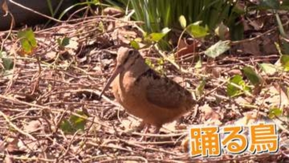 公園の真ん中でノリノリダンス　「アメリカヤマシギ」現る　渡りの途中で立ち寄ったか　見物人「SNSで追いかけていたラッキー」　アメリカ
