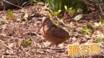 公園の真ん中でノリノリダンス　「アメリカヤマシギ」現る　渡りの途中で立ち寄ったか　見物人「SNSで追いかけていたラッキー」　アメリカ