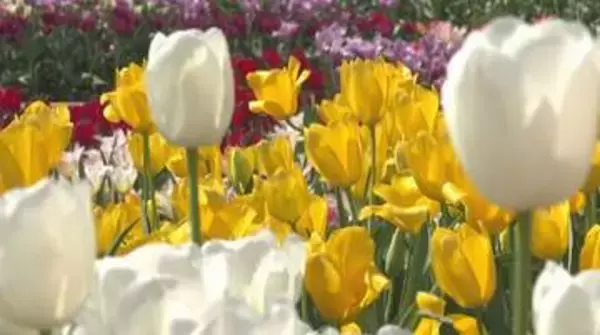 となみチューリップフェア「満開宣言」！　来場者5万人超え、1200人が楽しんだミニ列車イベントは26日も開催