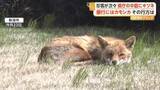「県庁中庭でキツネがぐっすり熟睡　銀行や酒造会社にはカモシカ侵入　野生動物の出没相次ぐ　新潟」の画像1