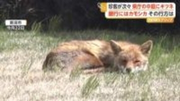 県庁中庭でキツネがぐっすり熟睡　銀行や酒造会社にはカモシカ侵入　野生動物の出没相次ぐ　新潟