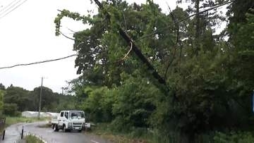【中継】台風6号　強風で倒木が発生、電線に引っかかり危険な状態　小学校校庭など冠水も相次ぐ　茨城・鉾田市