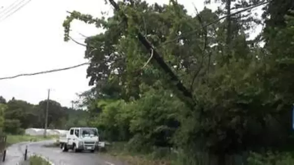 【中継】台風6号　強風で倒木が発生、電線に引っかかり危険な状態　小学校校庭など冠水も相次ぐ　茨城・鉾田市