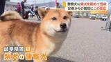 「「頑張るぞ！」「ワン！」初の“柴犬”警察犬の任命式…2歳の「つぶ」が鋭い嗅覚と集中力で審査合格　岐阜県警」の画像1