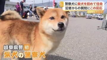 「頑張るぞ！」「ワン！」初の“柴犬”警察犬の任命式…2歳の「つぶ」が鋭い嗅覚と集中力で審査合格　岐阜県警