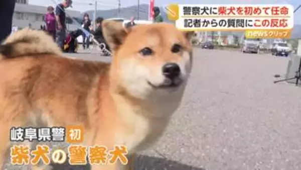 「頑張るぞ！」「ワン！」初の“柴犬”警察犬の任命式…2歳の「つぶ」が鋭い嗅覚と集中力で審査合格　岐阜県警