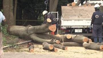 世田谷区・砧公園で高さ20mのケヤキ倒木　けが人なし　相次ぐ倒木受け緊急点検実施も伐採対象外の木　千代田区・外濠公園でも倒木