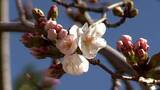 「【映像】岐阜・高知・甲府でソメイヨシノ開花、潮干狩りシーズンも到来　列島に本格的な春　東京の開花予想は18～19日」の画像1