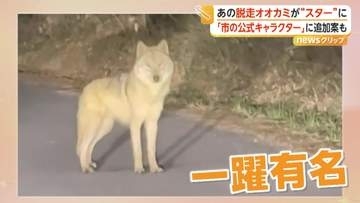 韓国・脱走オオカミ「ヌック」が一躍“スター”に　市の公式キャラクター案も浮上　「安易に商売に使うべきでない」の声も