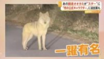 韓国・脱走オオカミ「ヌック」が一躍“スター”に　市の公式キャラクター案も浮上　「安易に商売に使うべきでない」の声も