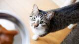 「あなたの“猫ごはん係”の熟練度はどのくらい？おいしく食べてもらうために猛者がやっている創意工夫を紹介します」の画像1